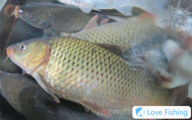 Carp
