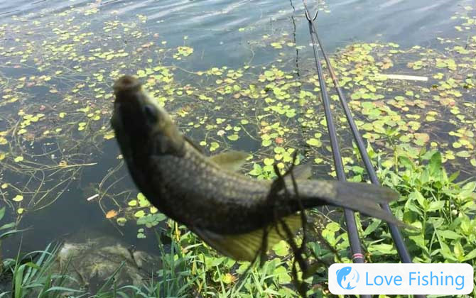 Taiwan fishing