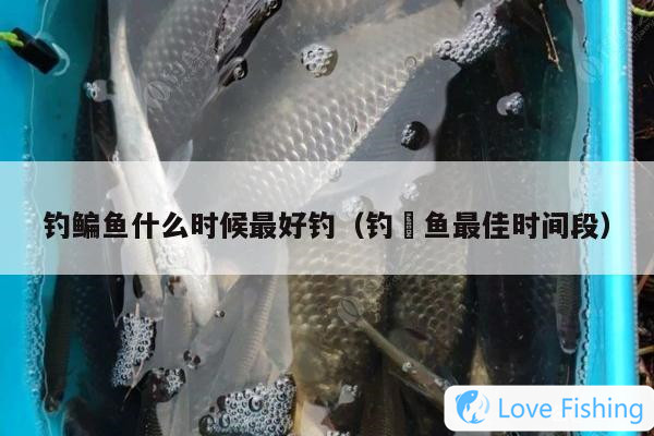 When Is The Best Time To Fish For Bream (the Best Time Perio