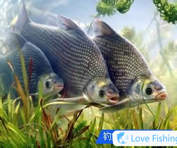 What kind of bait is good for fishing in the reservoir?_What kind of bait is used for fishing in the reservoir in summer?