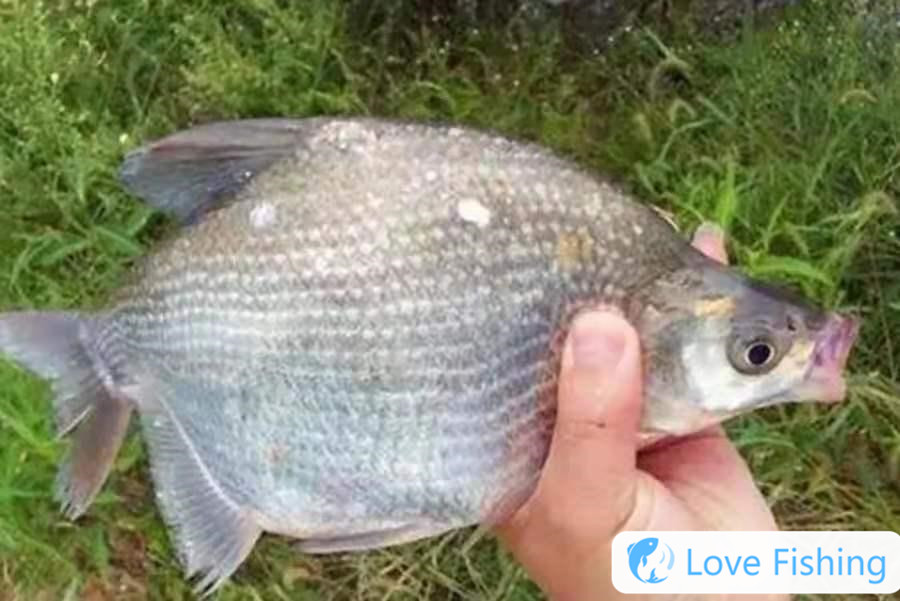 _Can crucian carp fish carp be pulled out of the water surface? What are the reasons for decoupling of the crucian carp? _Can crucian carp be pulled out of the water surface? What are the reasons for decoupling of the crucian carp be pulled out of the water surface? _Can crucian carp be pulled out of the water surface? _Can crucian carp be pulled out of the water surface to decoupling of the crucian carp be pulled out of the water surface? _Can crucian carp be pulled out of the water surface to decoupling of the crucian carp be pulled out of the water surface? _Can crucian carp be pulled out of the water surface to decoupling_
