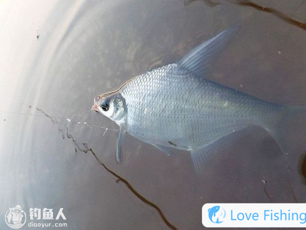 _How to beat a nest when fishing in wild fishing_Baste recipe for fishing in wild fishing in wild fishing