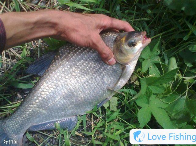 Three Fishing Techniques For Fishing Bream In Spring And Sum