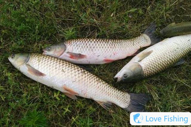 Fishing grass carp in four seasons, summarizing the strange baits, killing rivers, lakes and reservoirs