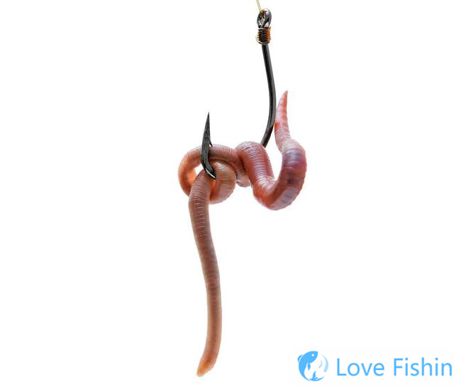 Which One Is Better To Fish, Red Worms Or Earthworm