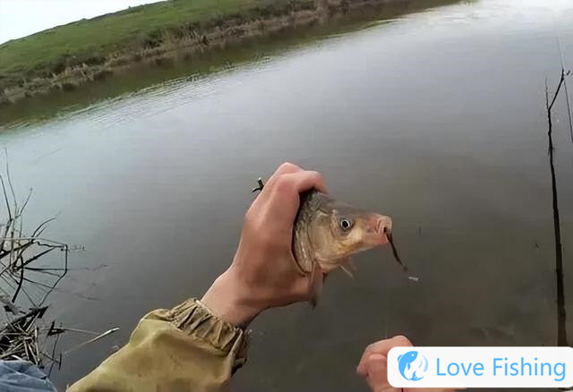 Which one is better to fish, red worms or earthworms? Who is better?