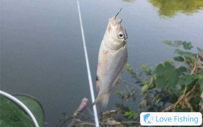 Traditional Fishing