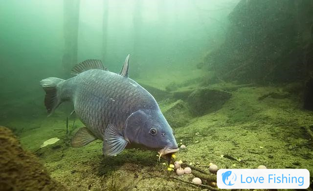 The "four taboos" in wild fishing to make nests are not fishing, but feeding fish!