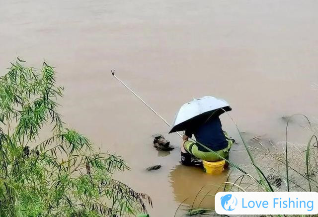 The "four taboos" in wild fishing to make nests are not fishing, but feeding fish!