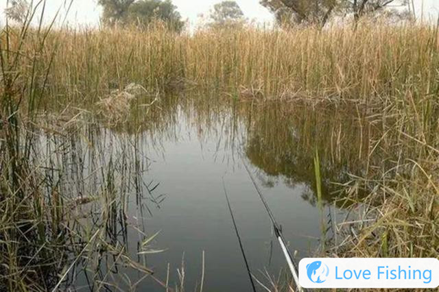 In mid-spring, 4 kinds of aquatic grass terrain are the first choice, all natural fish nests