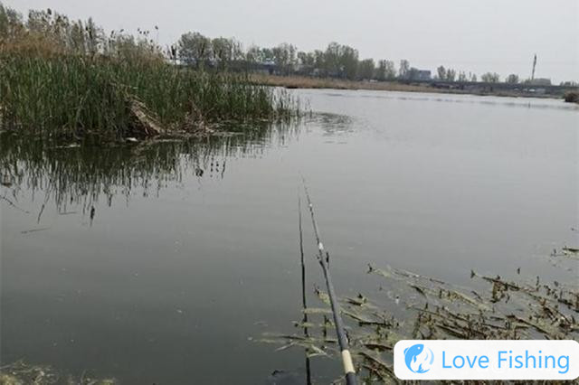 In mid-spring, 4 kinds of aquatic grass terrain are the first choice, all natural fish nests
