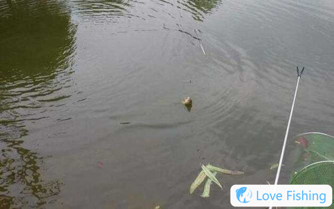 Taiwanese fishing