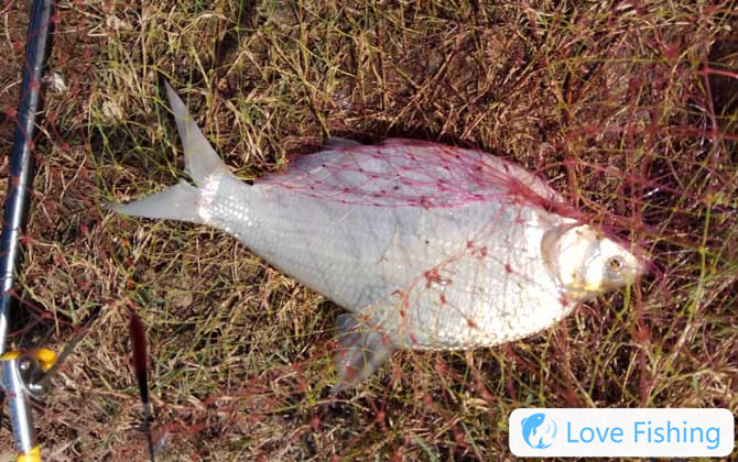 Taiwanese fishing