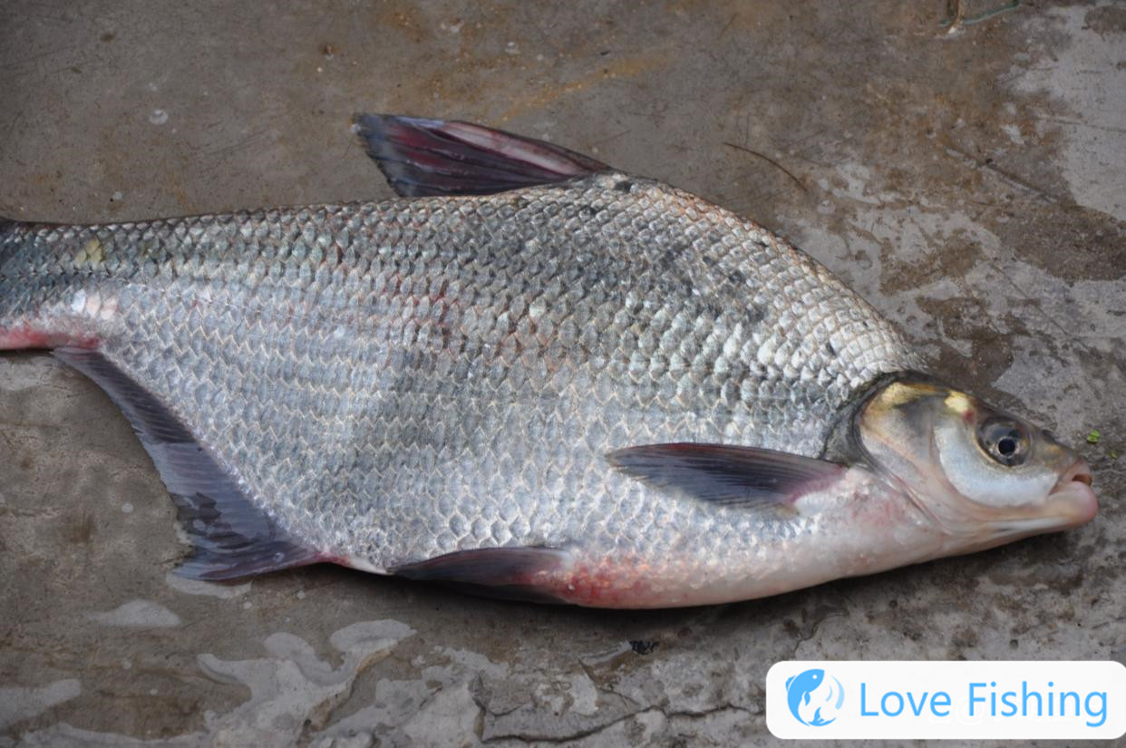 Mullch fishing skills_How to choose a fishing spot for bream fishing_