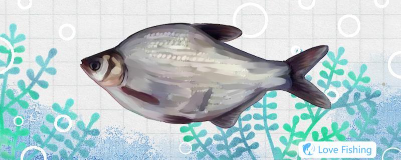 What Bait Is The Best For Fishing For Bream In Autumn? The D