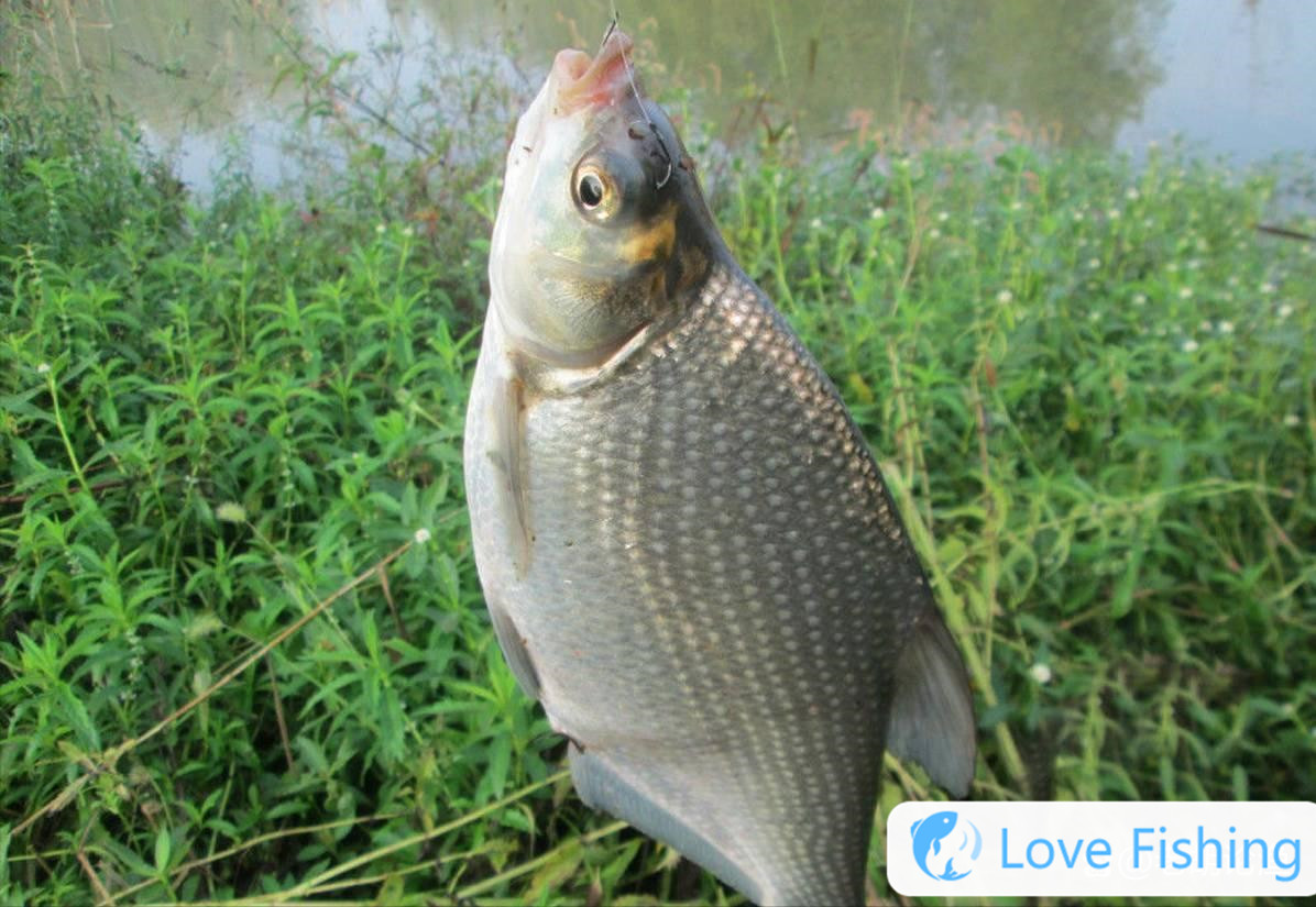 <b>The Method Of Fishing Bream In Wild Is Very Important. Share</b>