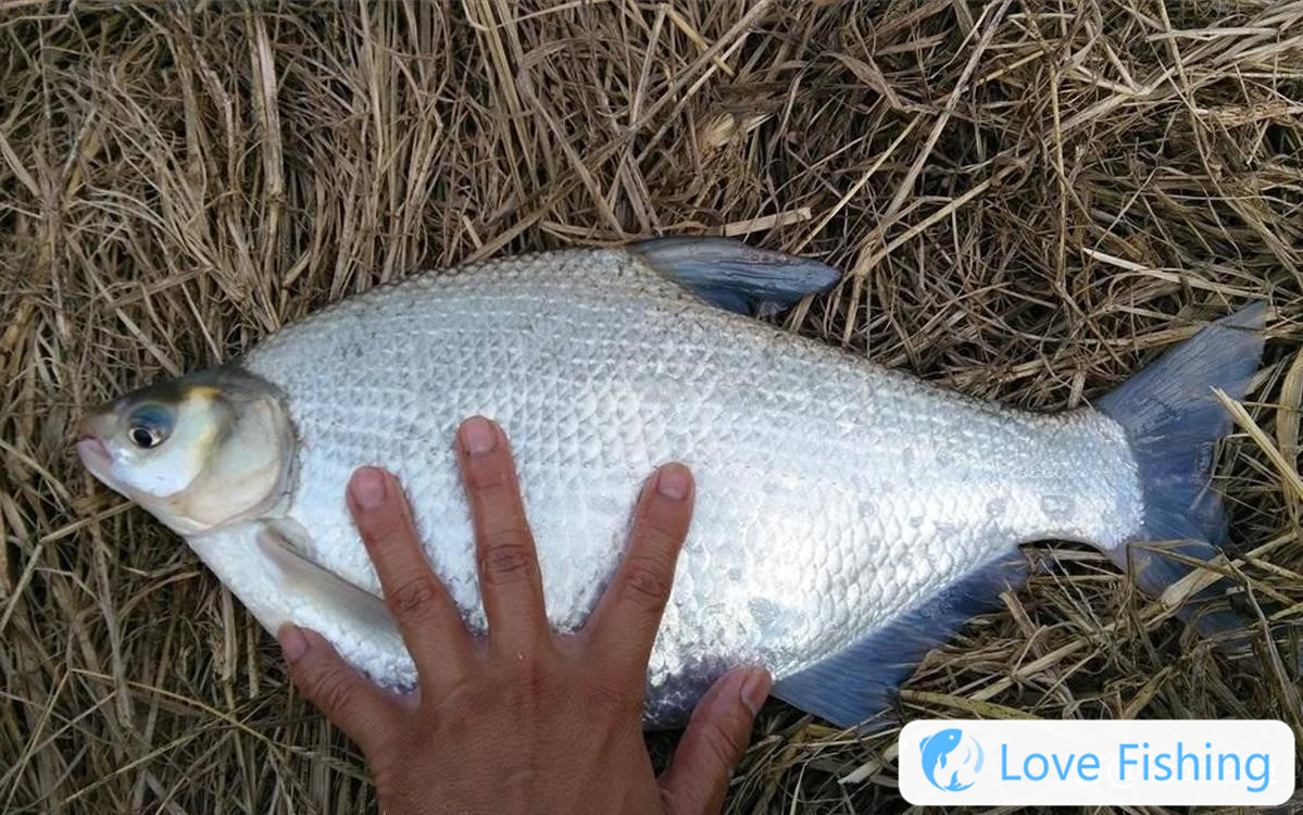 _Fishing skills complete wild fishing_Practical wild fishing methods