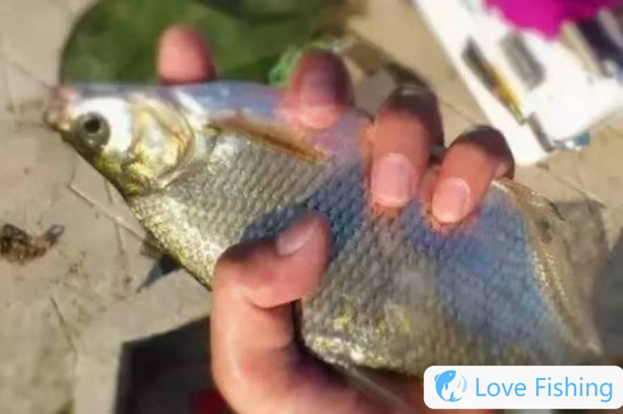 Is Bream The Hardest To Catch? Little Did They Know That Usi