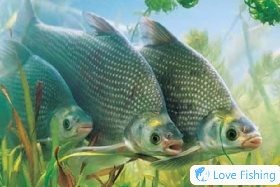 _Is it difficult to catch fish at night