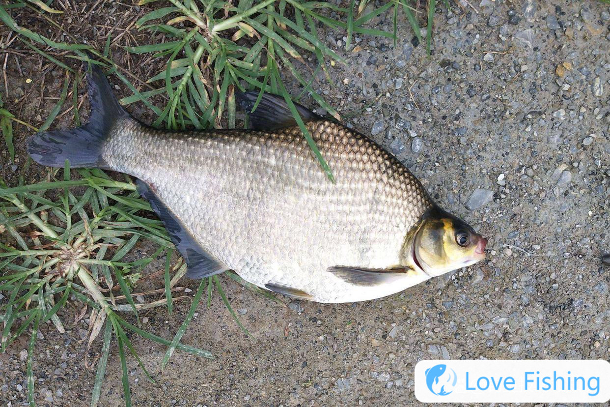 _Dark fish hook biting video_Dark fishing hook