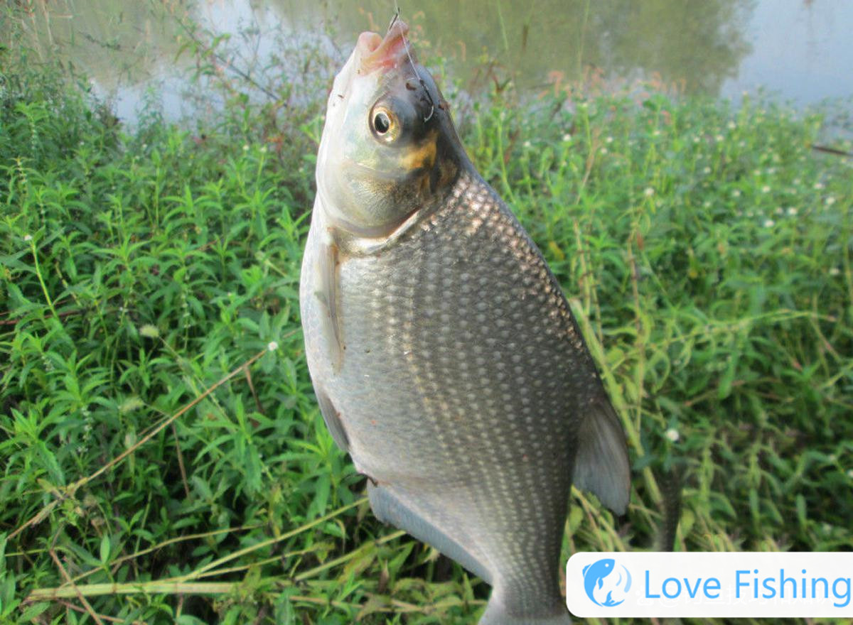 _Dark fish hook biting video