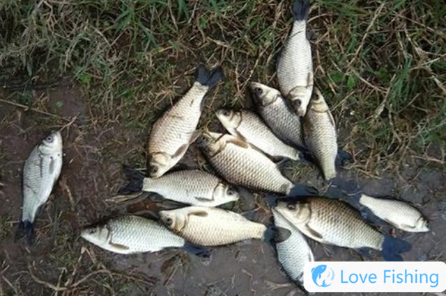 <b>In Spring, Fishing For Crucian Carp Is The More Fish You Cat</b>