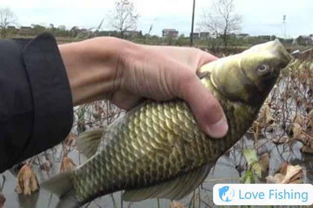 In spring, fishing for crucian carp, the more fish fishing, the more fishing, the more fishing, the more fishing, the more fishing, the more fishing, the more fishing, the more fishing, the more fishing, the more fishing, the more fishing, the more fishing, the more fishing, the more fishing, the more fishing, the more fishing, the more fishing, the more fishing, the more fishing, the more fishing, the more fishing, the more fishing, the more fishing, the more fishing, the more fishing, the more fishing, the more fishing, the more fishing, the more fishing, the more fishing, the more fishing, the more fishing, the more fishing, the more fishing, the more fishing, the more fishing, the more fishing, the more fishing, the more fishing, the more fishing, the more fishing, the more fishing, the more fishing, the more fishing, the more fishing, the more fishing, the more reliable fishing, the more reliable fishing,