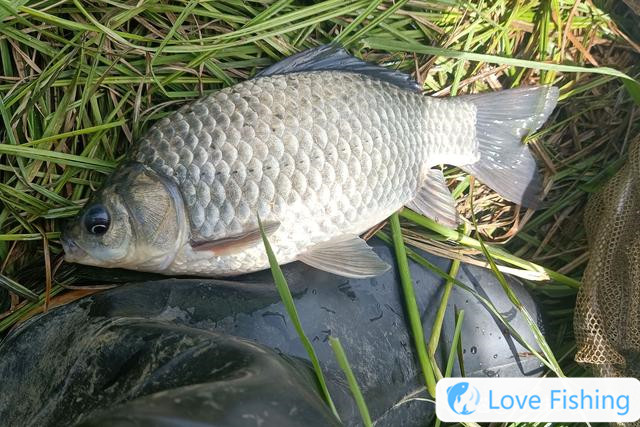 Are crucian carp fishing deep or shallow in early spring? The rules of depth and shallow fishing for crucian carp in spring
