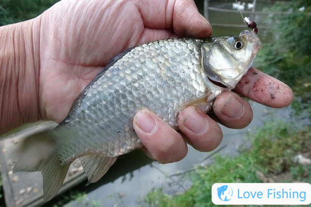 Are crucian carp fishing deep or shallow in early spring? The rules of depth and shallow fishing for crucian carp in spring
