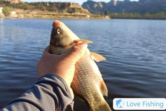 Are crucian carp fishing deep or shallow in early spring? The rules of depth and shallow fishing for crucian carp in spring