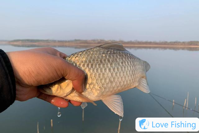 Are crucian carp fishing deep or shallow in early spring? The rules of depth and shallow fishing for crucian carp in spring