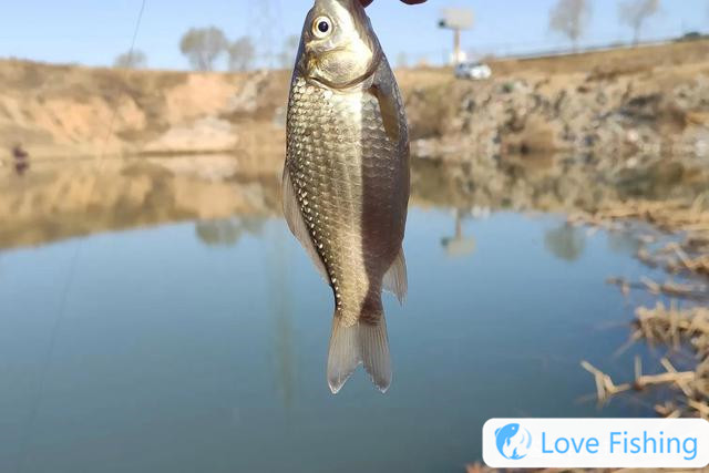 Are crucian carp fishing deep or shallow in early spring? The rules of depth and shallow fishing for crucian carp in spring