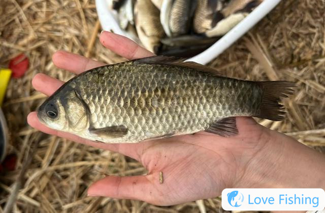 Wide waters are not "my" vegetables. In spring, these places are their favorites