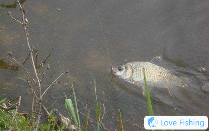What Does Wild Fishing Mean?
