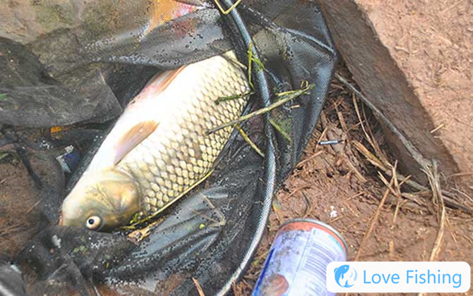 Wild fishing