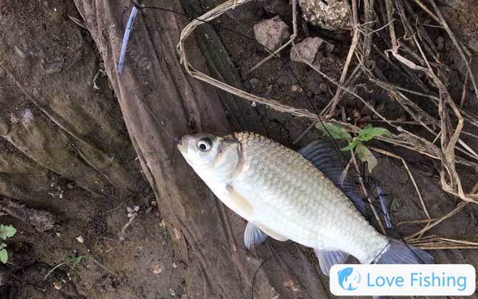 Wild fishing