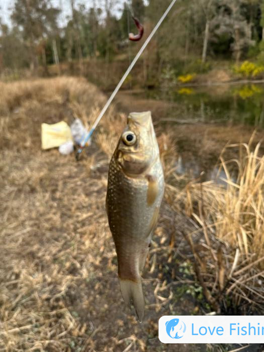 What should I do when fishing in wild, blocking thick lines and running fish in thin lines?