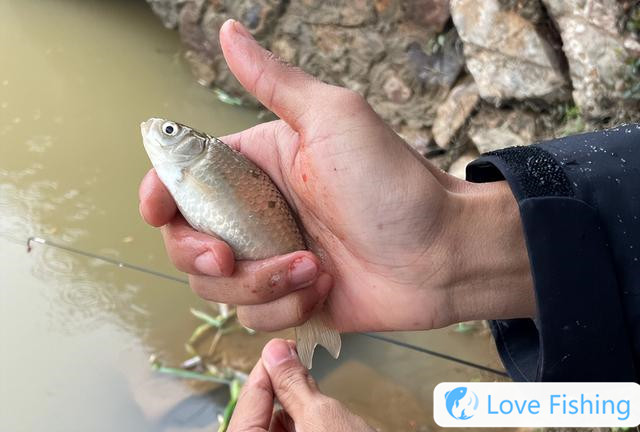 What should I do when fishing in wild, blocking thick lines and running fish in thin lines?