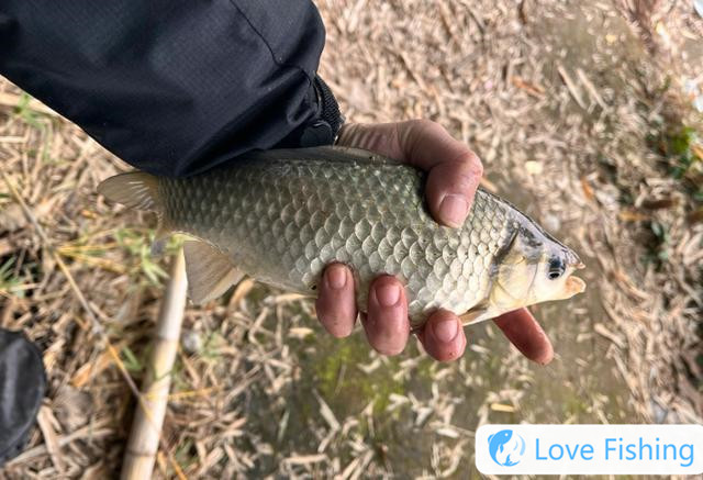 In spring, you don’t have to have to have a short rod. If you want to catch a big fish or a long rod, it’s reliable