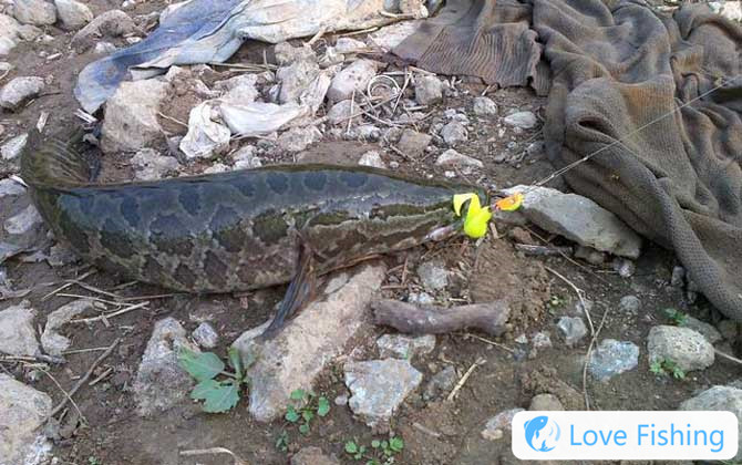 What Fishing Rod Is Used To Catch Black Fish?