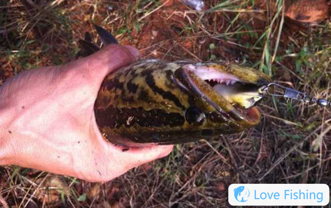 Black Fish