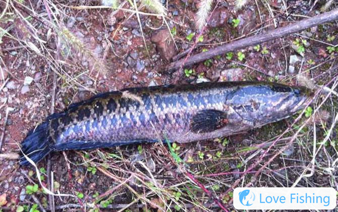 Black Fish
