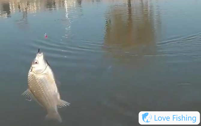 What Number Of Hook Is Used To Catch Crucian Carp W