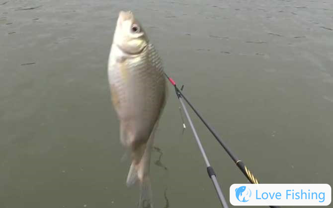 Fishing crucian carp