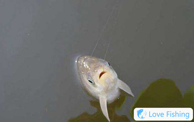 Fishing crucian carp