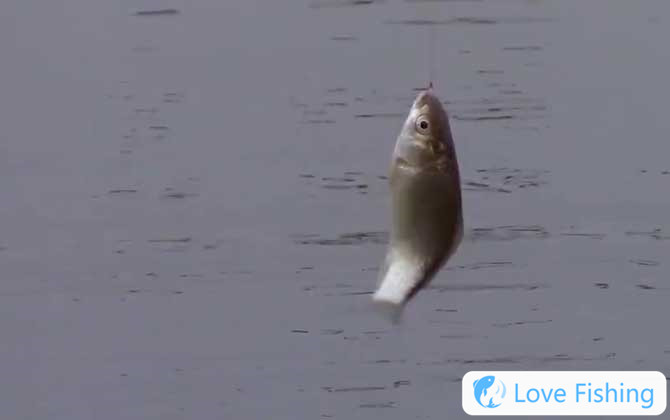 Fishing crucian carp