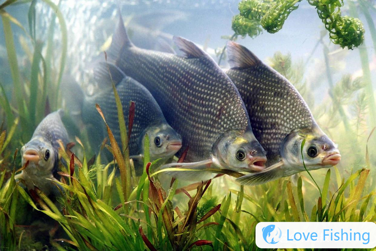 Fishing in autumn __Fishing bream in early autumn