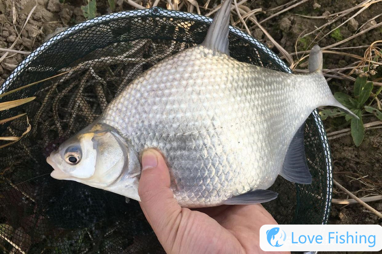 _Fishing in autumn _Fishing bream in early autumn