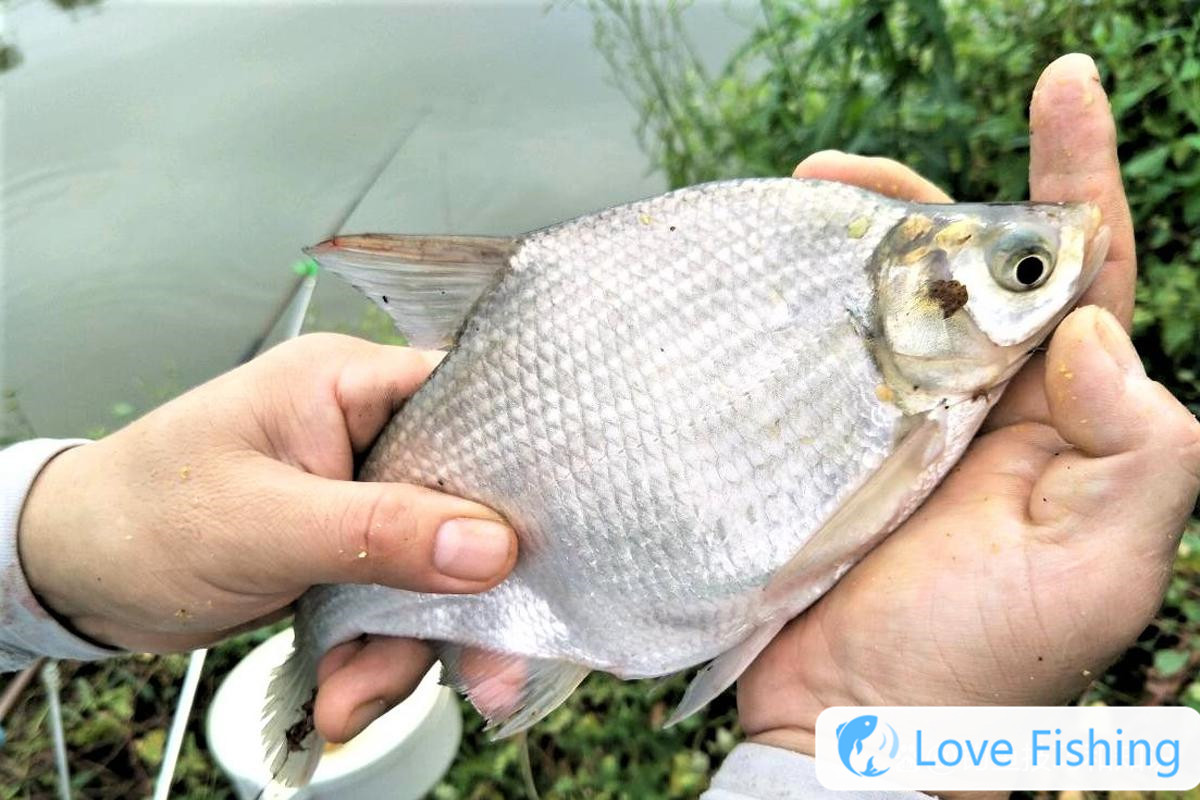 _Fishing bream in early autumn _Fishing in autumn _Fishing in early autumn
