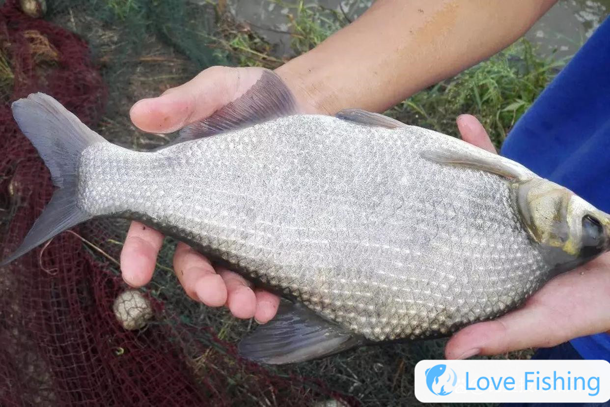 _Fishing bream in early autumn _Fishing in autumn _Fishing in early autumn